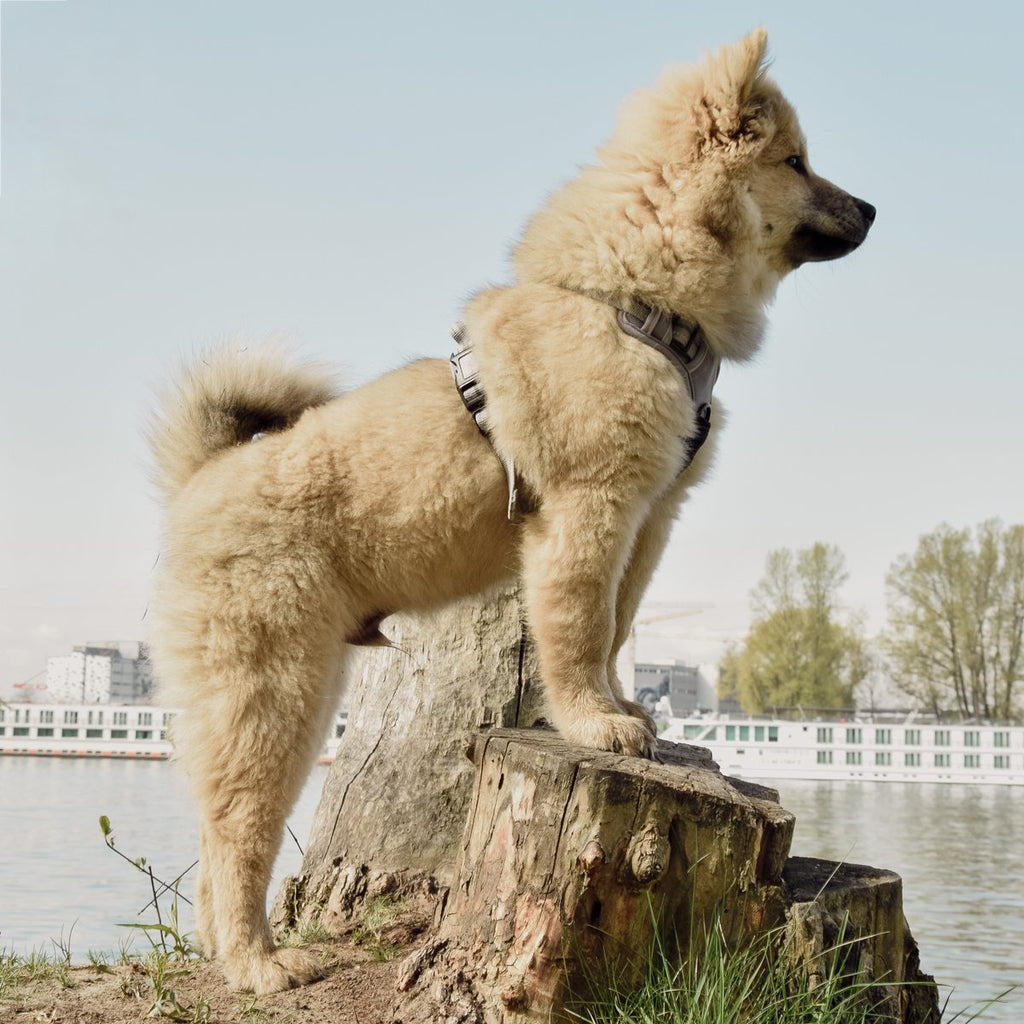ne&no Dog Harness with Matching Shock Absorber [Developed by NE&NO]