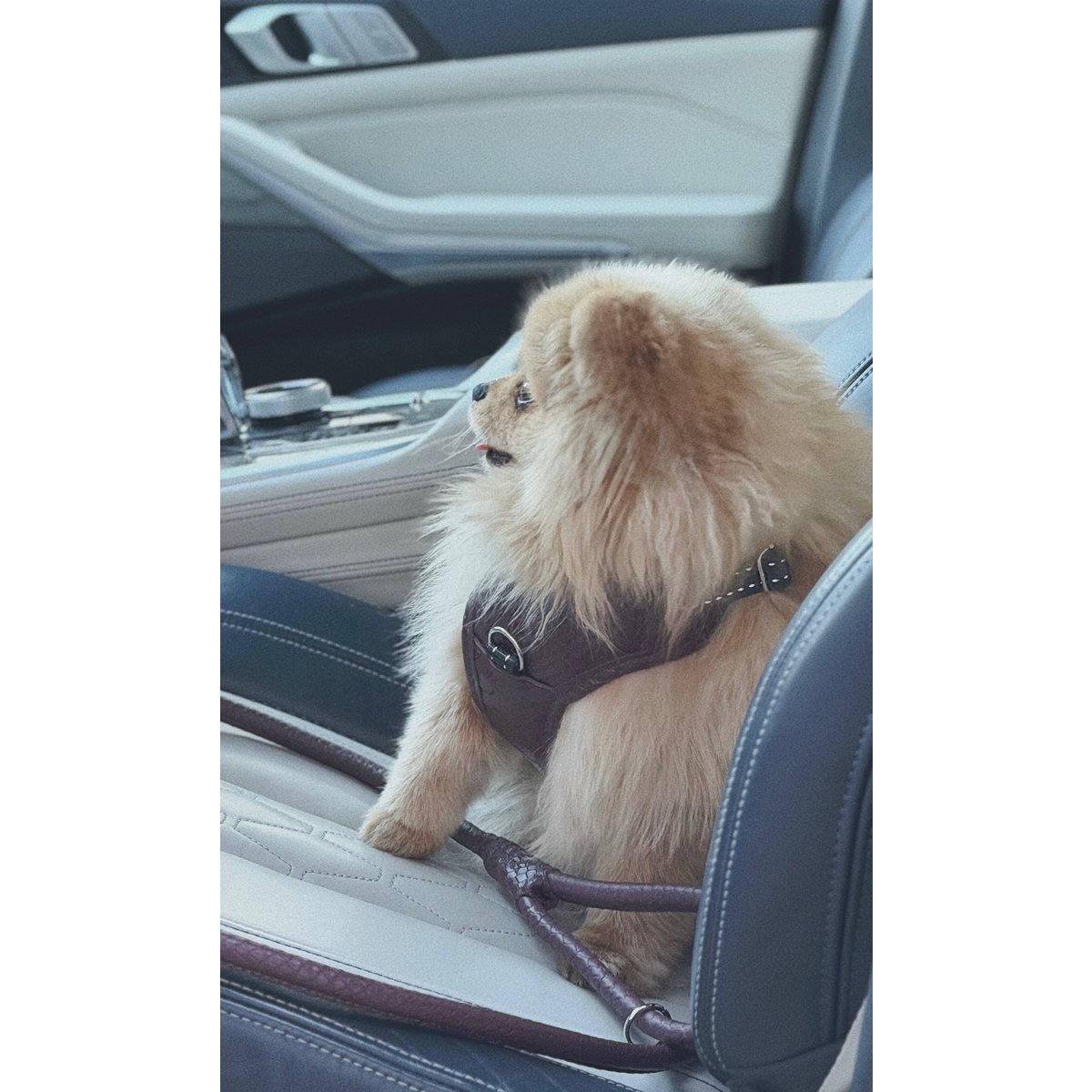PAWEAREA Signature Hundegeschirr aus geprägtem Leder