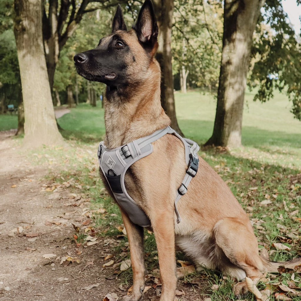 ne&no Dog Harness with Matching Shock Absorber [Developed by NE&NO]
