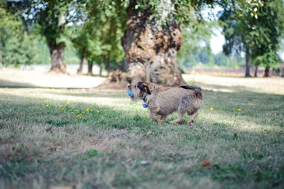 Chuckit Hund Spielzeug Der Pfeifer Mittel 2 St