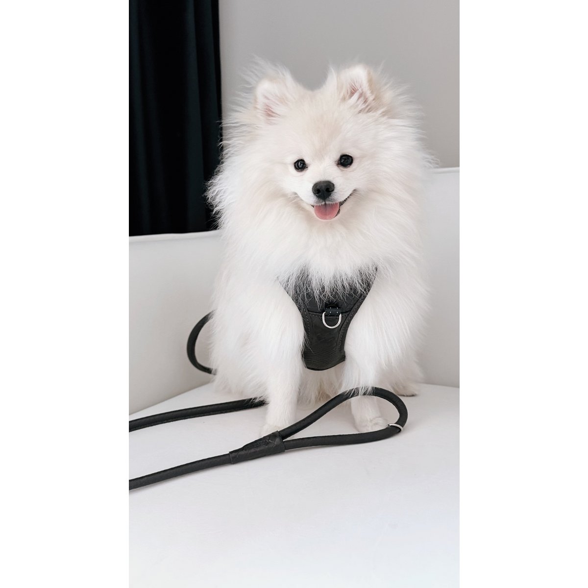 PAWEAREA Signature Hundegeschirr aus geprägtem Leder