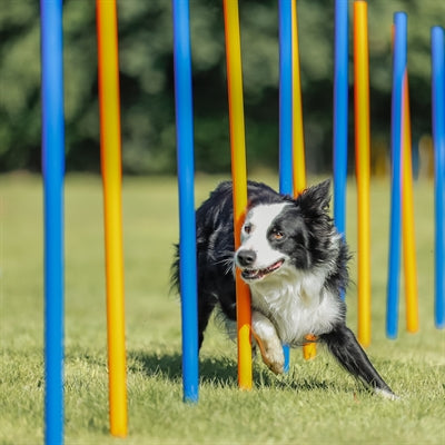 Trixie Hund Aktivität Agilität Slalom Sticks Blau / Orange 115X3 Cm 12 St
