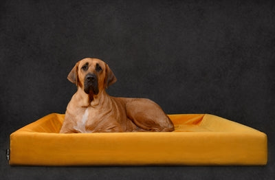 Bia Bett Royal Samtbezug Für Hundekorb Ocker Wia-50 60X50X12 Cm