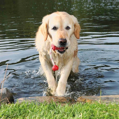 Trixie Hund Aktivität Mot-Fun Aqua Spielzeug Schwimmend Rot Sortiert 22X9 Cm 3 St