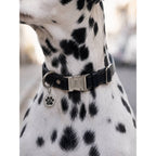 Pawearea Hundehalsband aus Leder – Echtes Vollnarbenleder, handgefertigt in Europa, 5 Farben, verstellbar