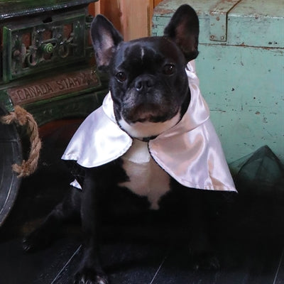 Croci Hund Umhang Tricky Geist