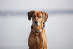 Trixie Be Nordic Halsband Hund Halb-Schlupf Schwarz / Sand