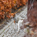 Trixie Mackintosh Hund Pontis Regen Mit Geschirr Olivgrün