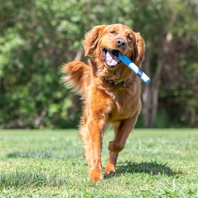 Chuckit Fetch Stick Bacon Scent Schnuppern 28X3X2.5 Cm