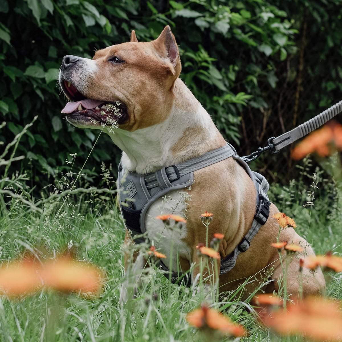 ne&no Dog Harness with Matching Shock Absorber [Developed by NE&NO]