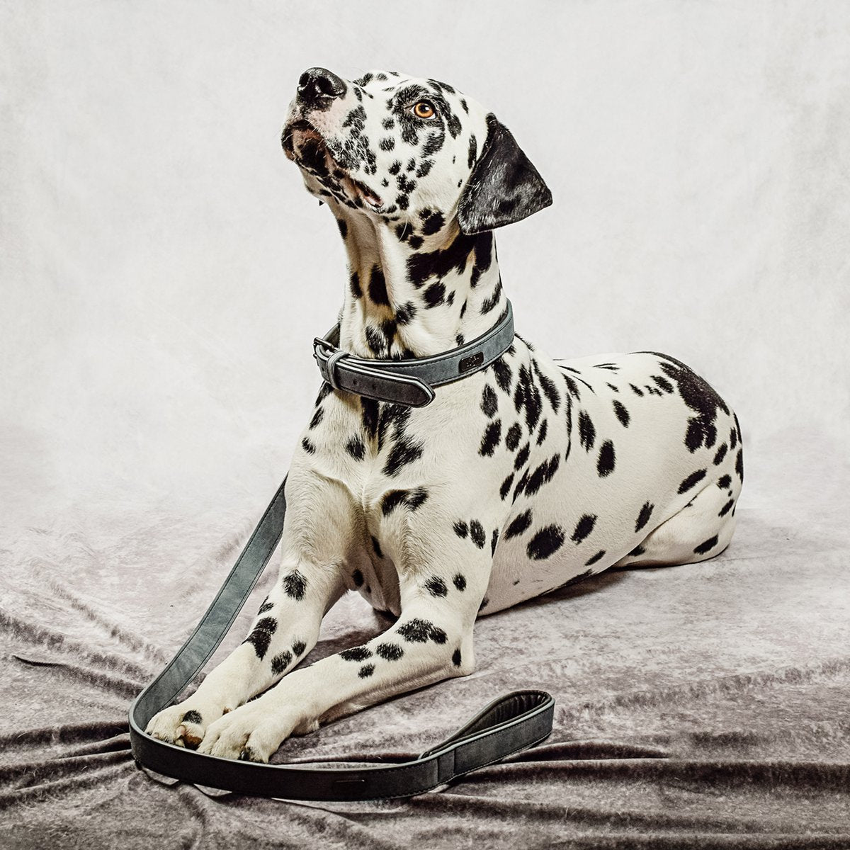 ne&no® Halsband und Leine Set – veganes Leder - für kleine & große Hunde BLAU GRAU + ANTHRAZIT GRAU