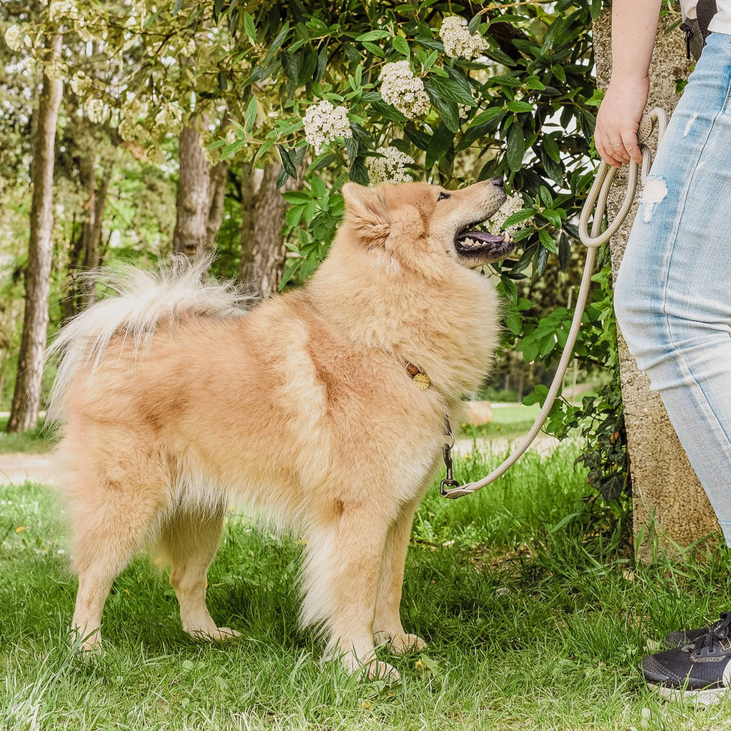 ne&no® Tauleine für Hunde - 120 / 170 cm