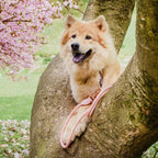ne&no® Tauleine für Hunde - 120 / 170 cm