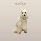 MoonRise grote snuffelbal van pluche met piepgeluid
