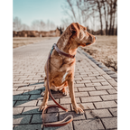 ne&no® set halsband en lijn – veganistisch leer, voor kleine & grote honden bruin + beige