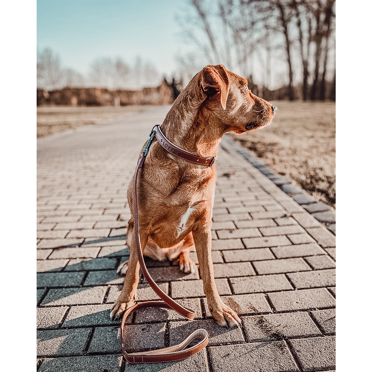 ne&no® Halsband und Leine Set – veganes Leder - für kleine & große Hunde BRAUN + BEIGE
