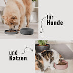 ne&no® siliconen voerbak met deksel - 3 in 1 voor honden en katten