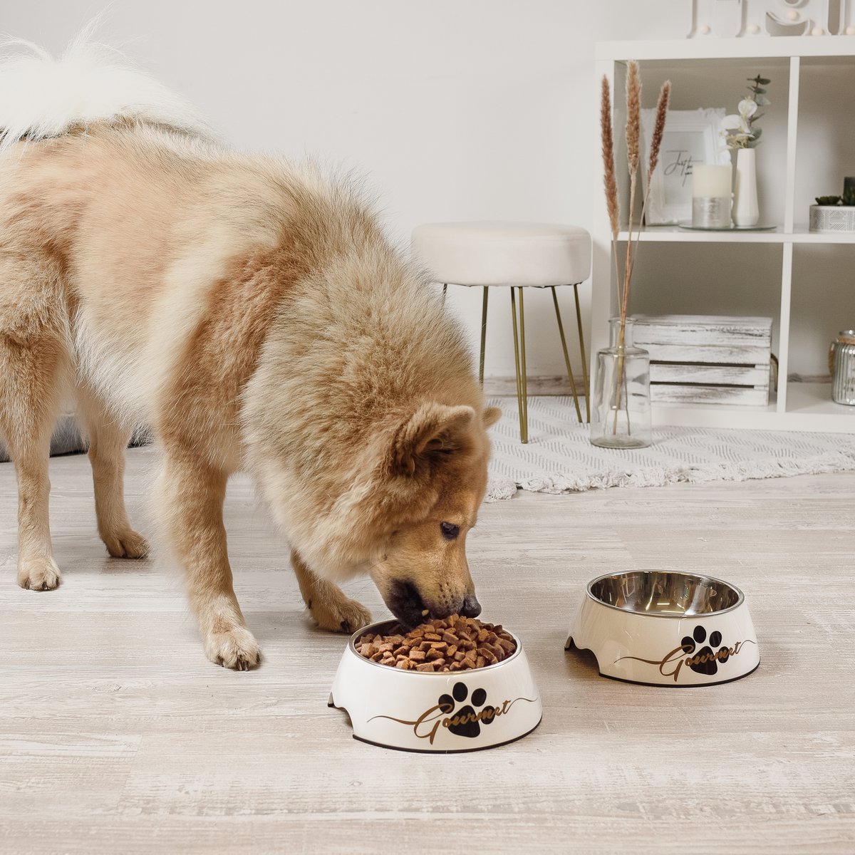 ne&no Feeding Bowl Set of 2 for Dogs [Unique Design by NE&NO], 'Gourmet' Design