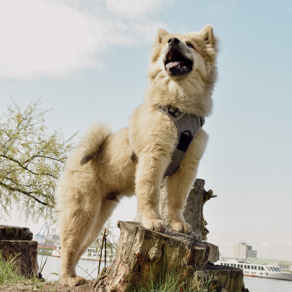 ne&no Dog Harness with Matching Shock Absorber [Developed by NE&NO]