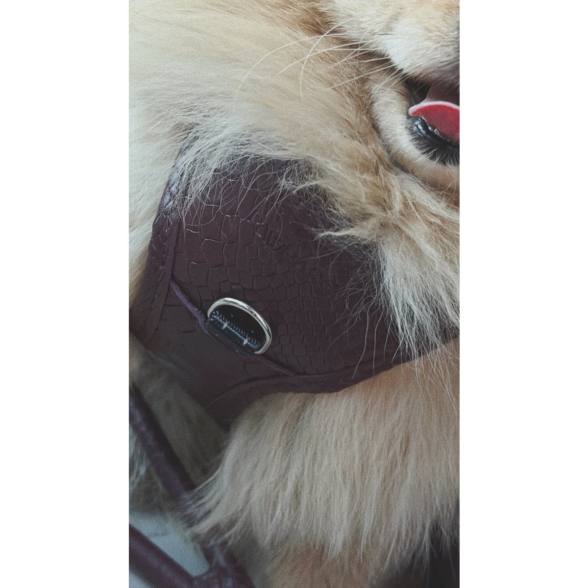 PAWEAREA Signature Hundegeschirr aus geprägtem Leder