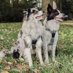 ne&no Dog Harness with Matching Shock Absorber [Developed by NE&NO]