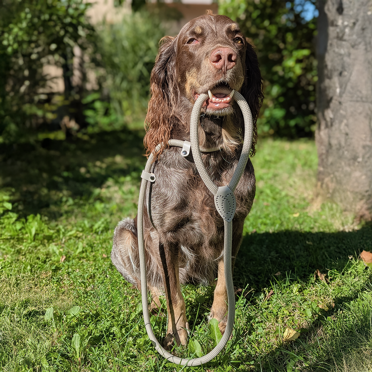 ne&no® Retrieverleine - Tauleine mit integriertem Halsband