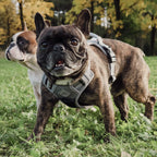 ne&no Dog Harness with Matching Shock Absorber [Developed by NE&NO]