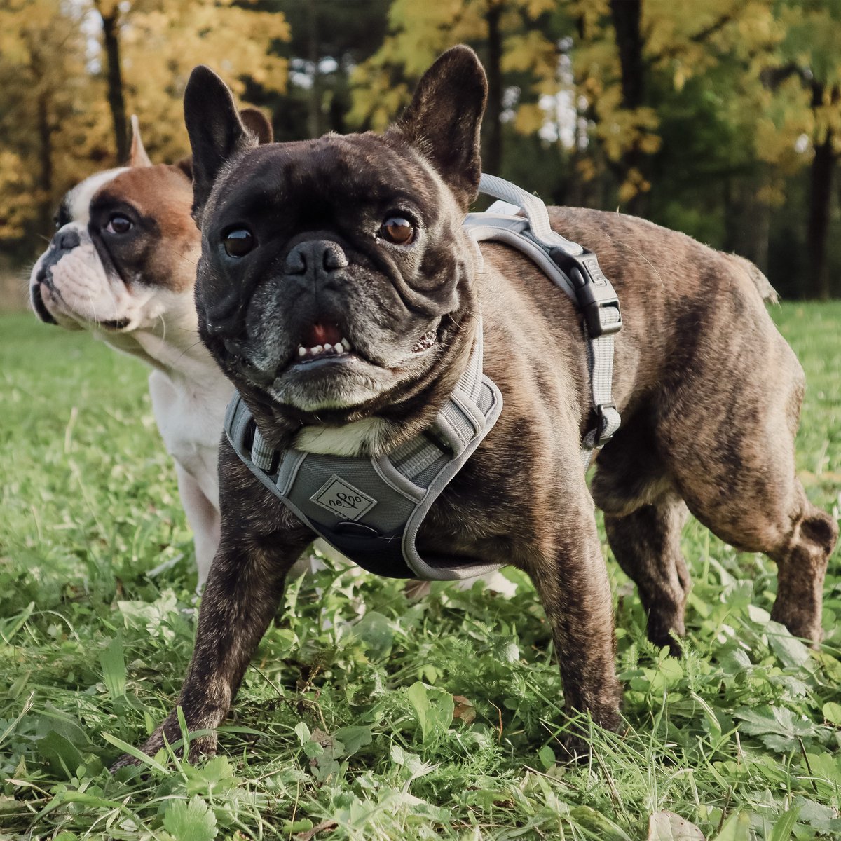 ne&no Dog Harness with Matching Shock Absorber [Developed by NE&NO]