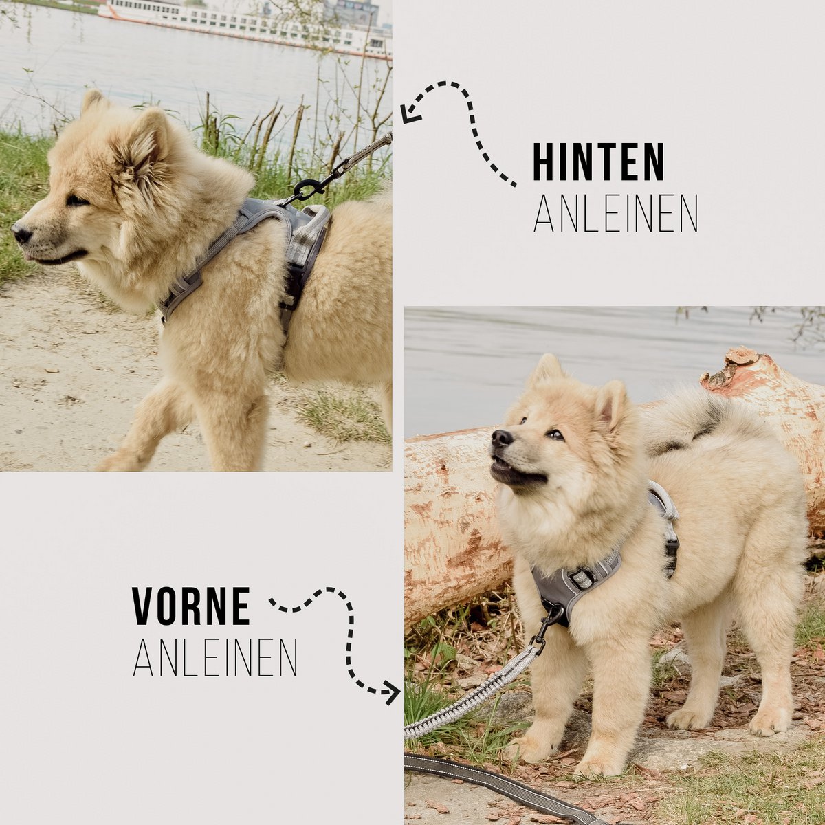 ne&no® Hundegeschirr mit passendem Ruckdämpfer [ENTWICKELT von NE&NO]