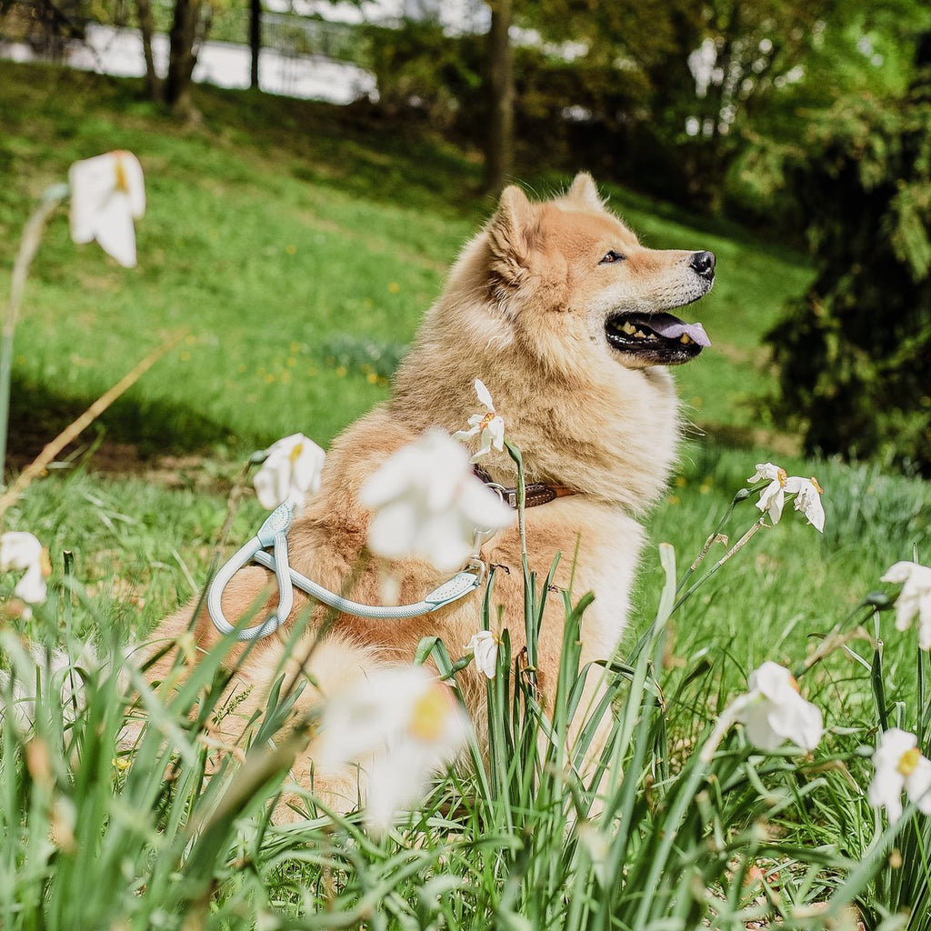 ne&no® Tauleine für Hunde - 120 / 170 cm