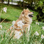 ne&no® Tauleine für Hunde - 120 / 170 cm