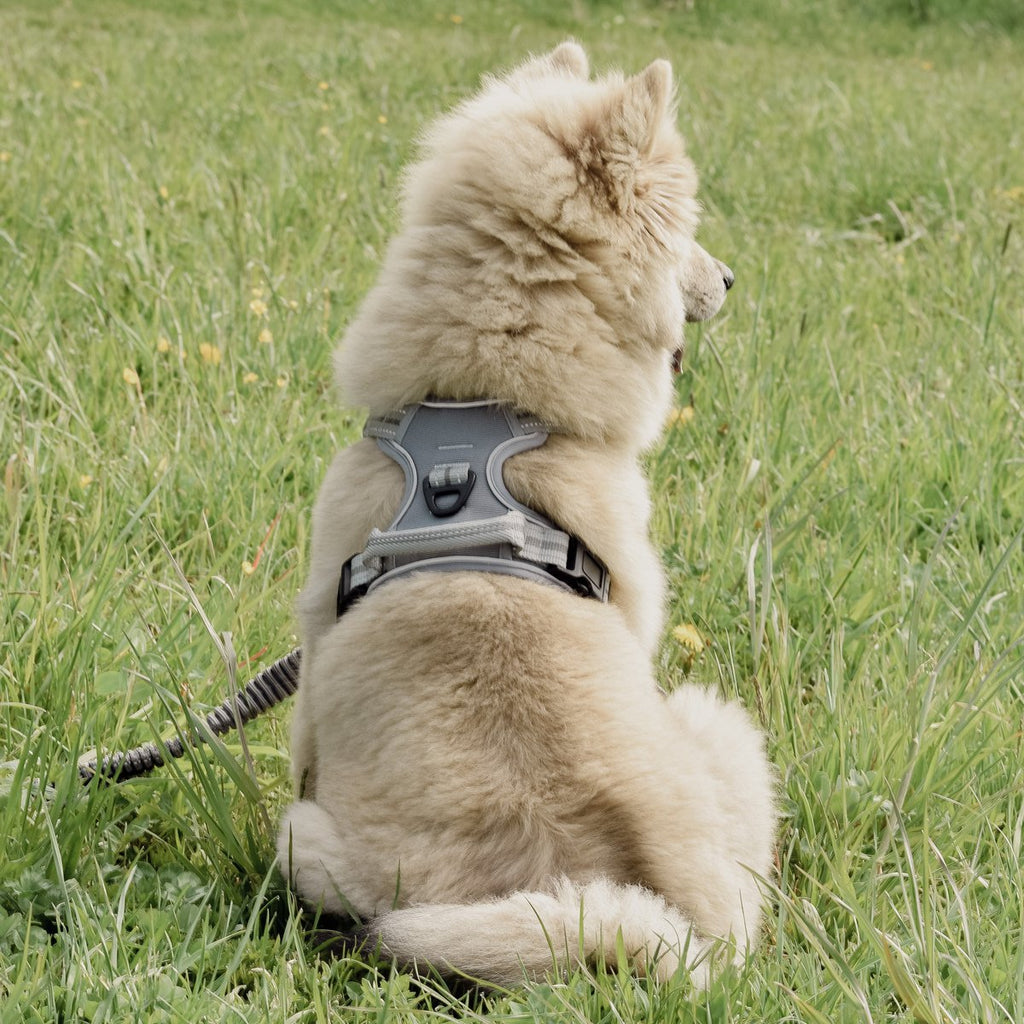 ne&no Dog Harness with Matching Shock Absorber [Developed by NE&NO]