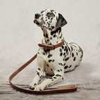 ne&no® set halsband en lijn – veganistisch leer, voor kleine & grote honden bruin + beige