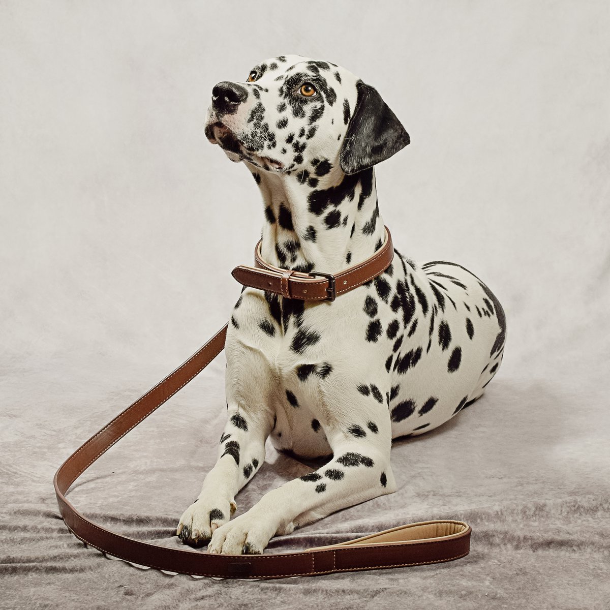 ne&no® Halsband und Leine Set – veganes Leder - für kleine & große Hunde BRAUN + BEIGE